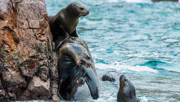 Excursión privada desde Ica - Foto 4