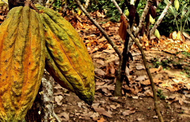 Excursão a Chazuta - Foto 5