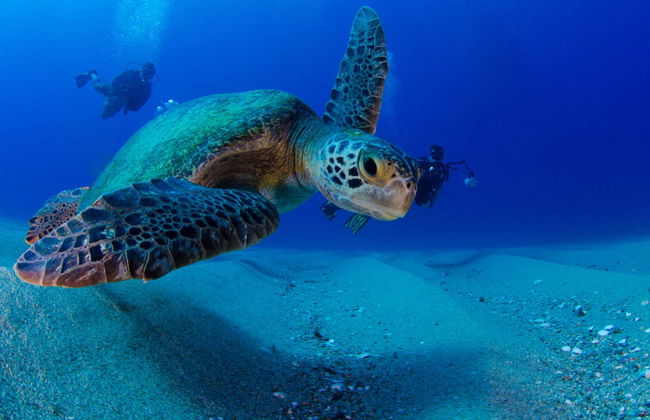 Cape Verde Diving - Photo 1