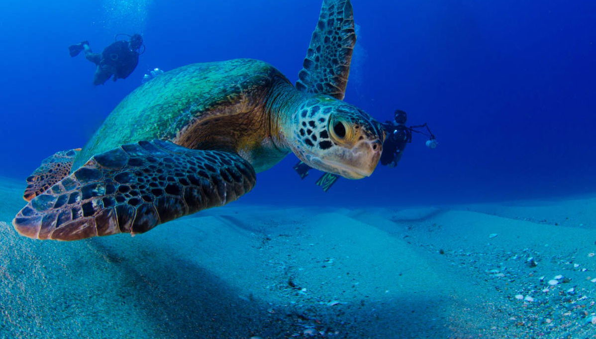Bautismo de buceo en la isla de Sal - Foto 1