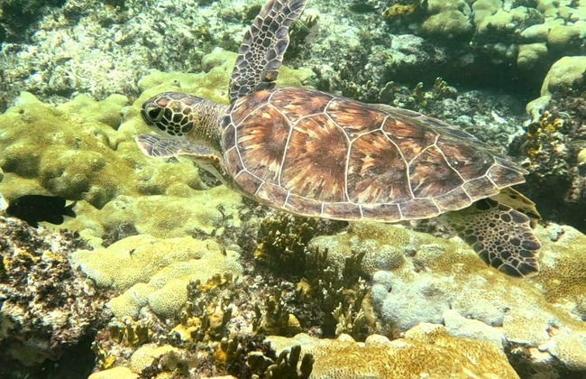 Bautismo de buceo en la isla de Sal - Foto 3