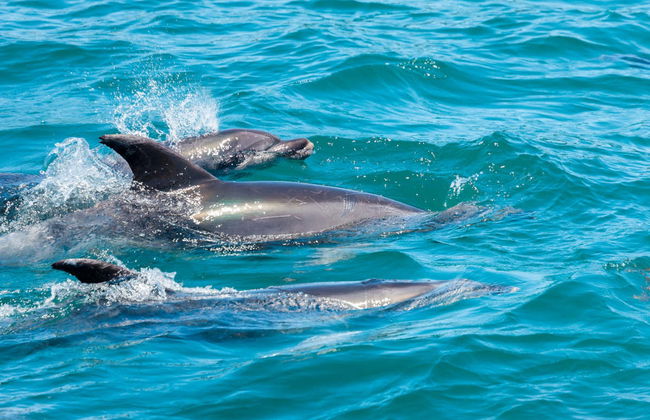 Parachute ascensionnel à Baie des Îles - Photo 4