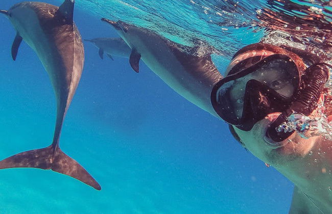 Avistamiento de delfines en la Isla de Madeira - Foto 6