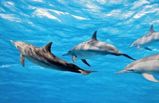 Avistamiento de delfines en la Isla de Madeira - Foto 3