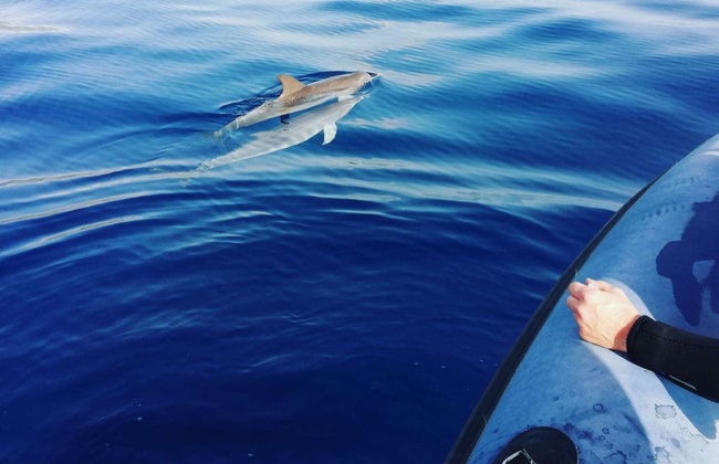Avistamiento de delfines en la Isla de Madeira - Foto 5