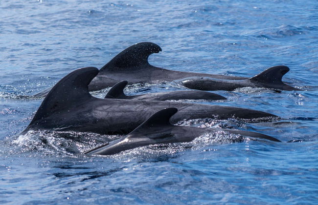Avistamiento de delfines en la Isla de Madeira - Foto 4
