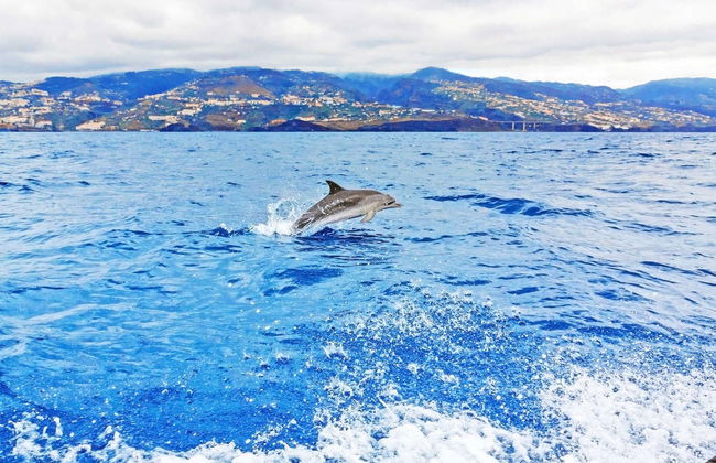Whale & Dolphin Encounter - Foto 1