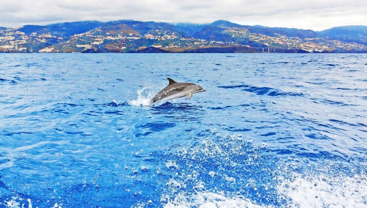 Whale & Dolphin Encounter - Foto 1