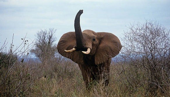 Meet some friendly elephants