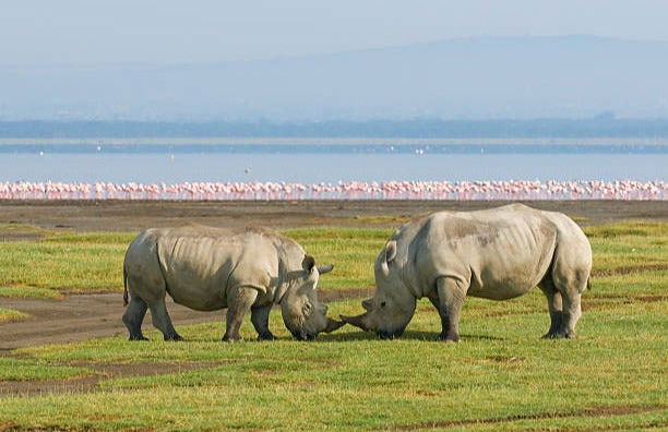 Amboseli National Park Private Safari - Photo 4