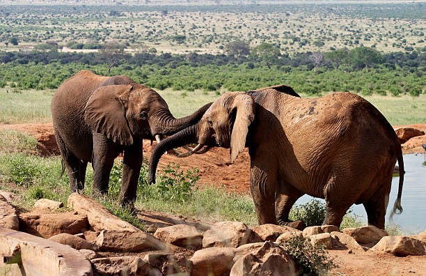 Amboseli National Park Private Safari - Photo 5