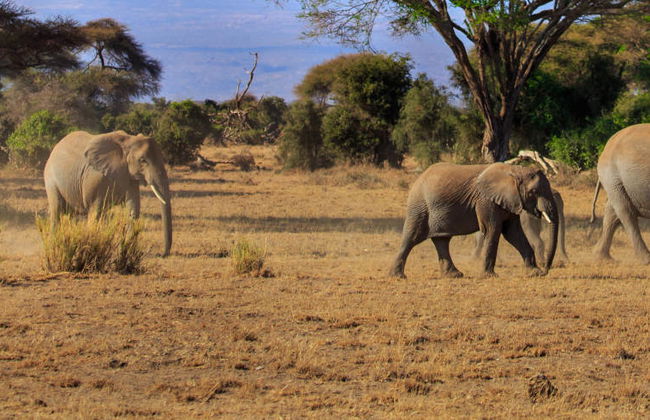 Amboseli National Park Private Safari - Photo 6