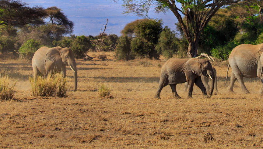 Amboseli National Park Private Safari