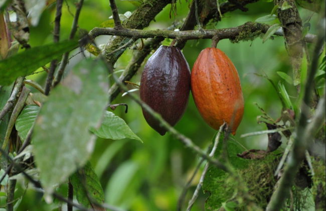 Tour del cacao por la finca El Argel - Foto 3
