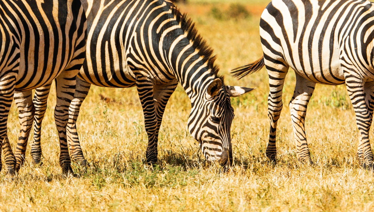 Safari de 6 días por Amboseli, Tsavo East y Tsavo West - Foto 2