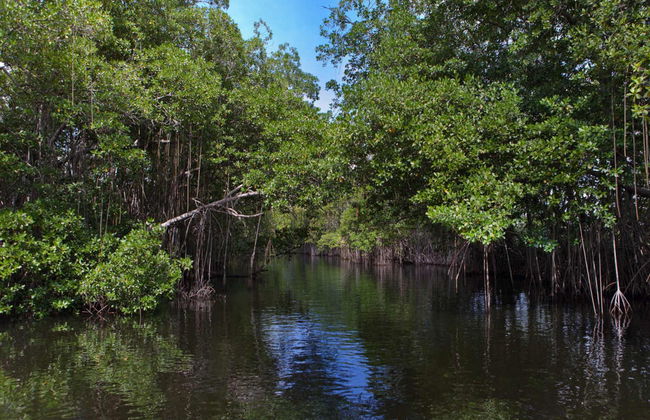 Excursion à Black River et Cascades YS - Photo 3