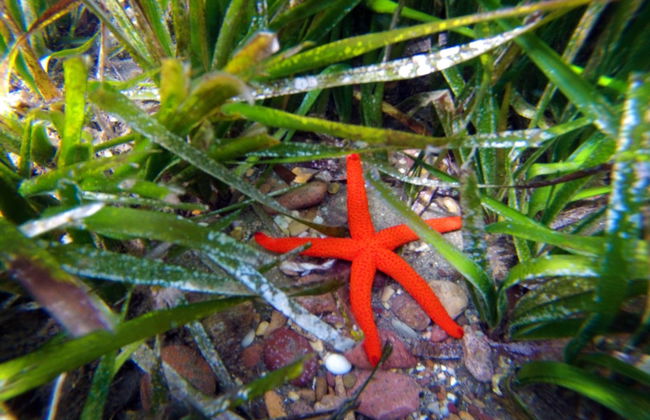 Kayak y snorkel en el Cabo de Gata - Foto 5