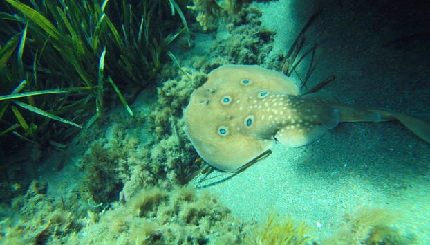 Kayak & Snorkel Tour in Cabo de Gata - Photo 2