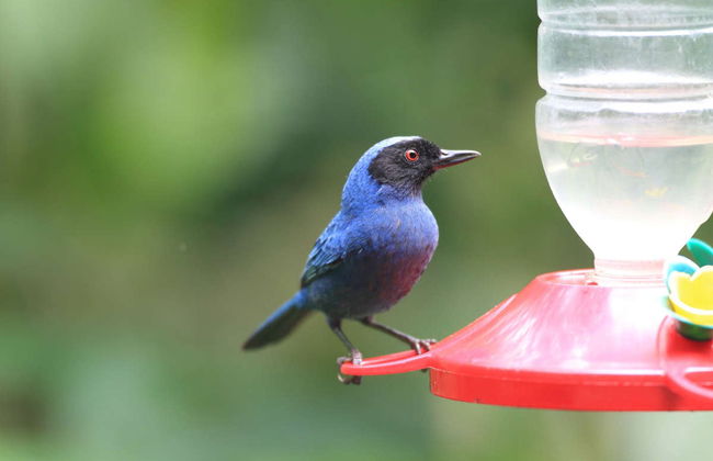 Excursión a la Reserva Yanacocha - Foto 3