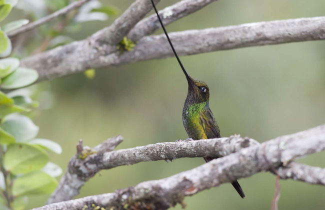 Excursión a la Reserva Yanacocha - Foto 4