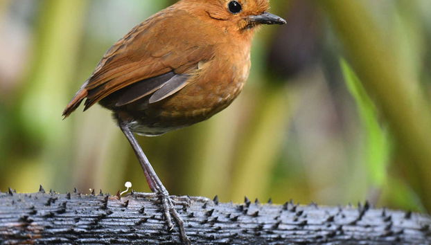 Yanacocha Reserve Tour - Photo 2