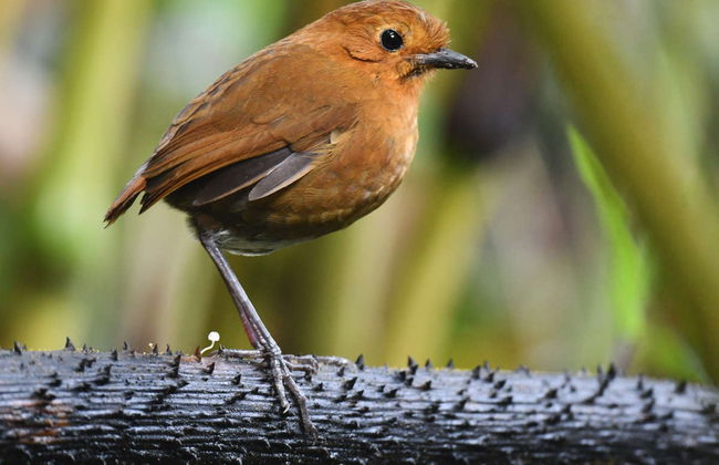 Excursión a la Reserva Yanacocha - Foto 2