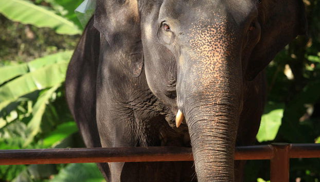 Excursão ao Jungle Elephant Sanctuary - Foto 5