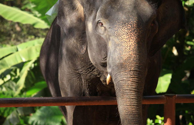 Elephant Sanctuary Trip - Photo 5