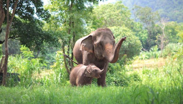 Excursão ao Jungle Elephant Sanctuary - Foto 4