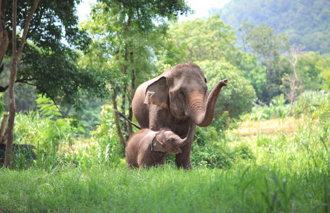 Elephant Sanctuary Trip - Photo 4