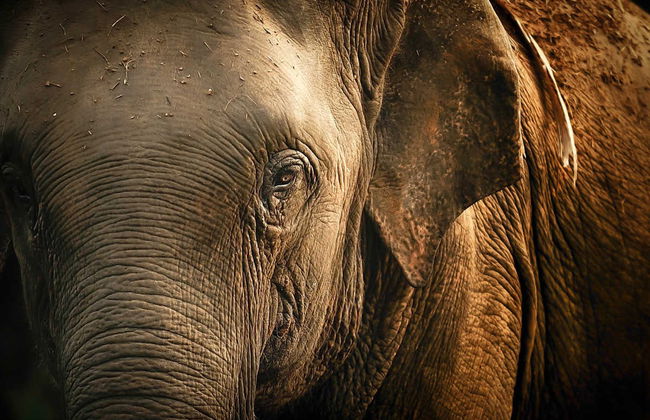 Elephant Sanctuary Trip - Photo 2