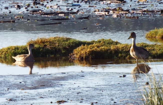 Tour por Maullín + Avistamento de aves em Quenuir Bajo - Foto 7
