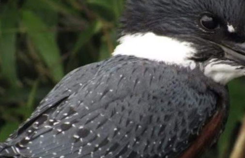 Tour por Maullín + Avistamento de aves em Quenuir Bajo - Foto 8
