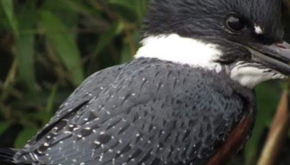 Tour por Maullín + Avistamento de aves em Quenuir Bajo