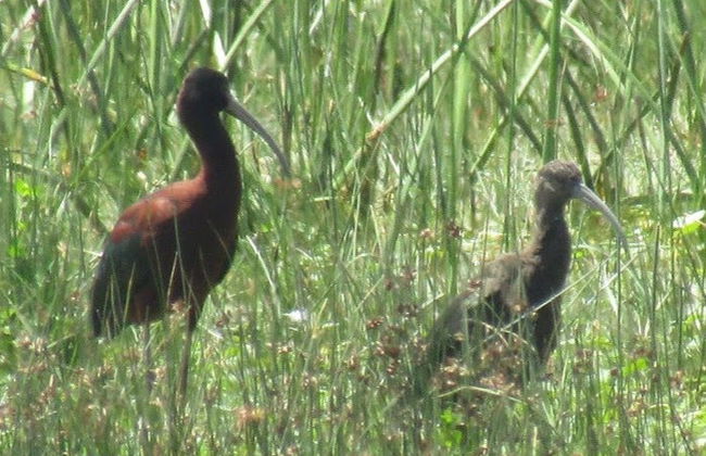 Tour por Maullín + Avistamento de aves em Quenuir Bajo - Foto 6