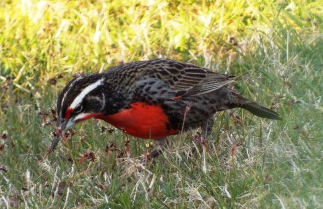 Tour por Maullín + Avistamento de aves em Quenuir Bajo - Foto 4