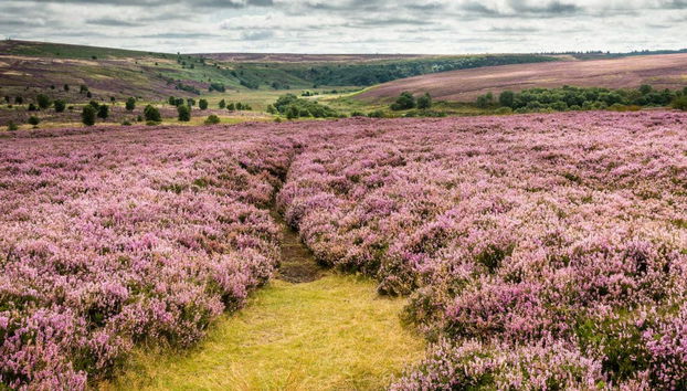 North York Moors Park & Whitby Day Trip - Foto 2