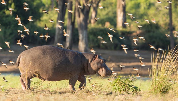 Excursion au Parc National de Chobe - Photo 4