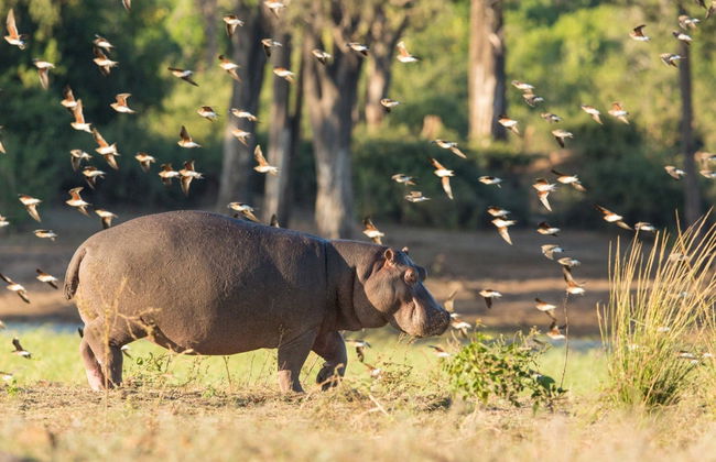 Excursion au Parc National de Chobe - Photo 4