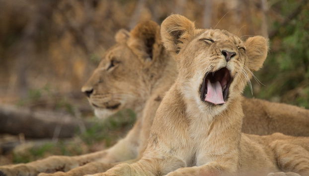 Excursion au Parc National de Chobe - Photo 3