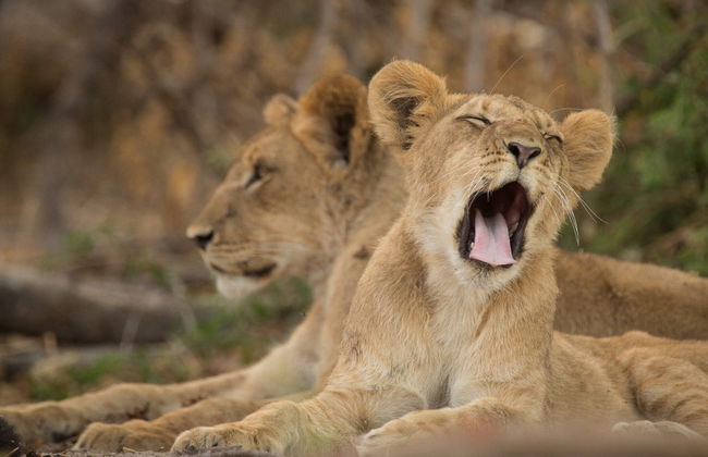 Excursion au Parc National de Chobe - Photo 3