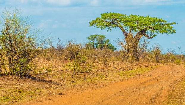 Excursion au Parc National de Chobe - Photo 2