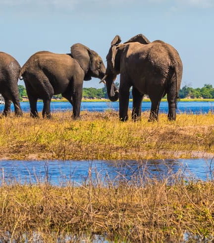 Foto de Excursión al Parque Nacional Chobe