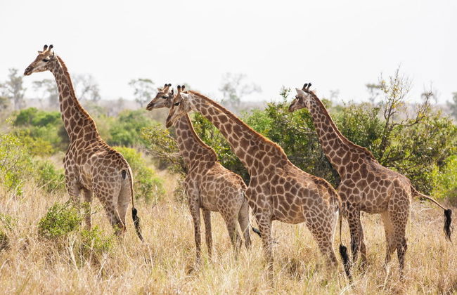 Excursion au Parc National de Chobe - Photo 5