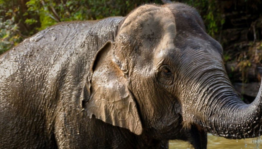 Excursión al santuario de elefantes de Samui