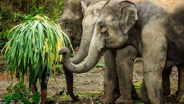 Elephant Jungle Sanctuary