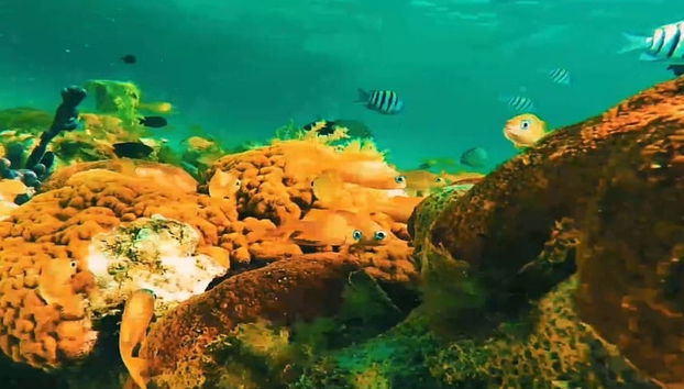 San Andrés Island Boat Tour - Foto 5