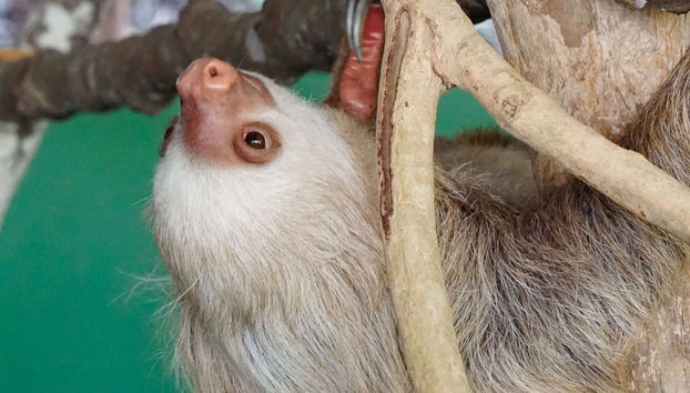 Excursão ao Parque Nacional Soberanía e ao santuário de bichos-preguiça - Foto 4