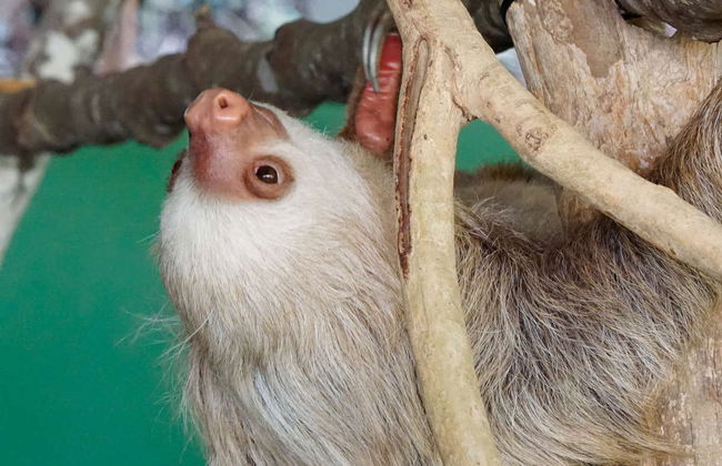 Excursion to Soberania National Park and Sloth Sanctuary - Foto 4