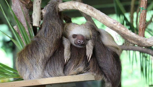 Excursão ao Parque Nacional Soberanía e ao santuário de bichos-preguiça - Foto 2